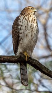 Preview wallpaper coopers hawk, hawk, bird, branch