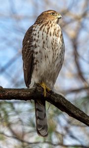 Preview wallpaper coopers hawk, hawk, bird, branch