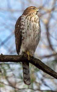 Preview wallpaper coopers hawk, hawk, bird, branch