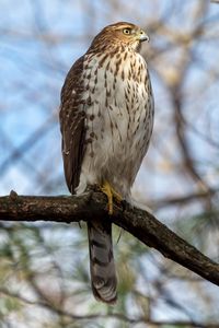Preview wallpaper coopers hawk, hawk, bird, branch