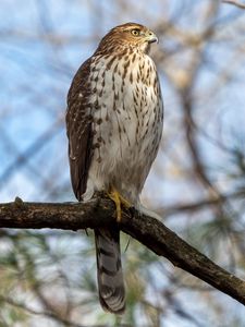 Preview wallpaper coopers hawk, hawk, bird, branch