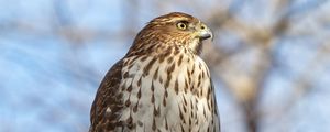 Preview wallpaper coopers hawk, hawk, bird, branch