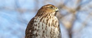 Preview wallpaper coopers hawk, hawk, bird, branch