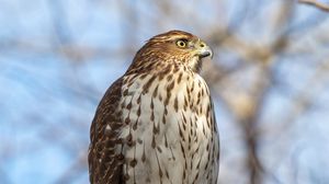 Preview wallpaper coopers hawk, hawk, bird, branch