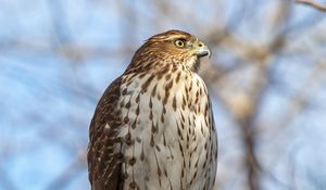 Preview wallpaper coopers hawk, hawk, bird, branch