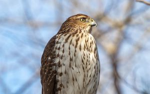 Preview wallpaper coopers hawk, hawk, bird, branch