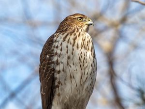 Preview wallpaper coopers hawk, hawk, bird, branch