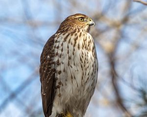 Preview wallpaper coopers hawk, hawk, bird, branch