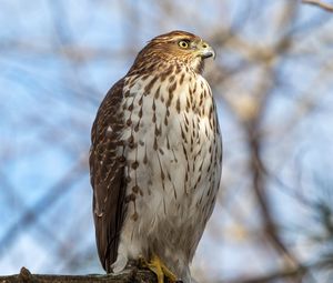 Preview wallpaper coopers hawk, hawk, bird, branch