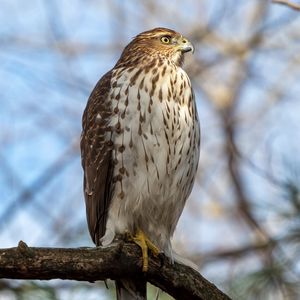 Preview wallpaper coopers hawk, hawk, bird, branch