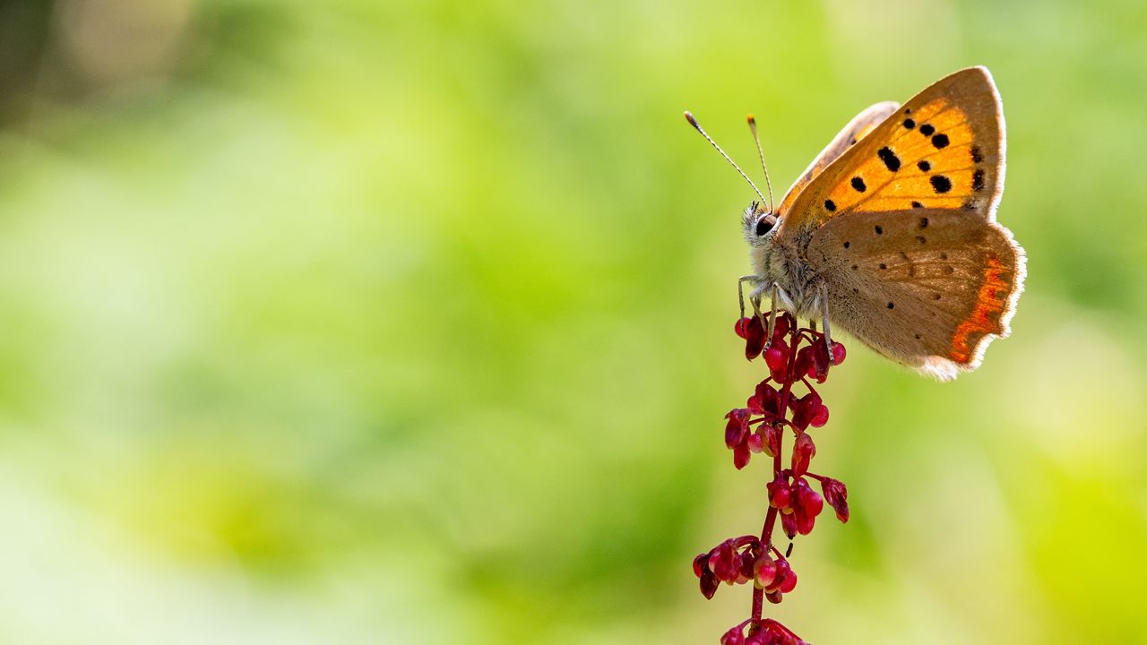 Wallpaper copper butterfly, butterfly, flowers, macro