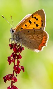 Preview wallpaper copper butterfly, butterfly, flowers, macro