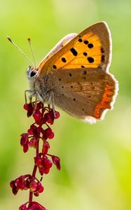 Preview wallpaper copper butterfly, butterfly, flowers, macro