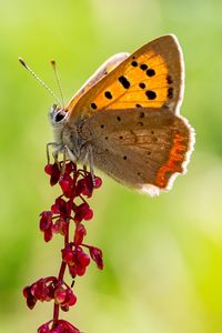 Preview wallpaper copper butterfly, butterfly, flowers, macro