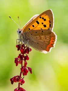 Preview wallpaper copper butterfly, butterfly, flowers, macro