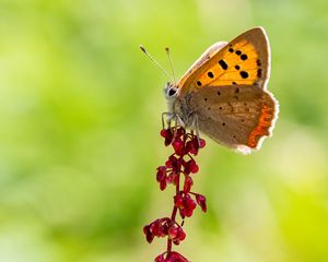 Preview wallpaper copper butterfly, butterfly, flowers, macro