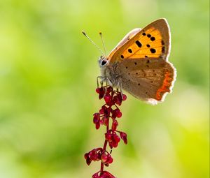 Preview wallpaper copper butterfly, butterfly, flowers, macro