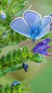 Preview wallpaper copper-butterfly, butterfly, flower, stem