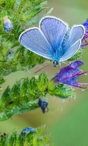 Preview wallpaper copper-butterfly, butterfly, flower, stem