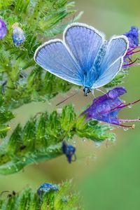 Preview wallpaper copper-butterfly, butterfly, flower, stem