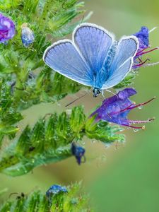 Preview wallpaper copper-butterfly, butterfly, flower, stem