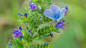 Preview wallpaper copper-butterfly, butterfly, flower, stem