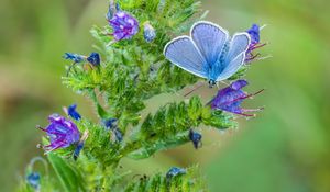 Preview wallpaper copper-butterfly, butterfly, flower, stem