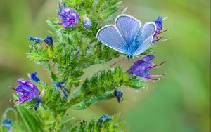 Preview wallpaper copper-butterfly, butterfly, flower, stem