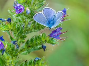 Preview wallpaper copper-butterfly, butterfly, flower, stem