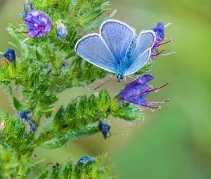 Preview wallpaper copper-butterfly, butterfly, flower, stem