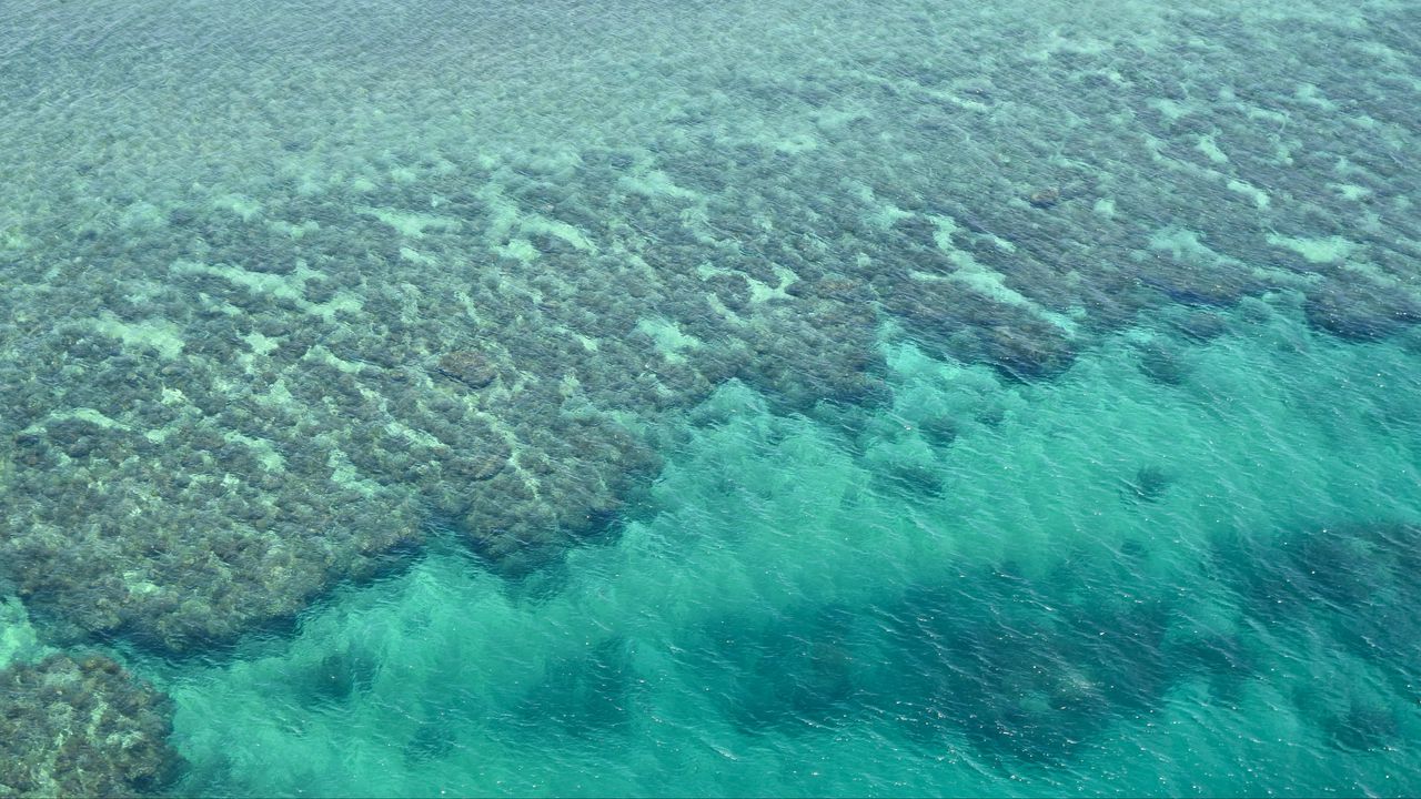 Wallpaper coral reefs, reefs, ocean, bottom