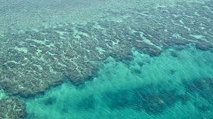 Preview wallpaper coral reefs, reefs, ocean, bottom