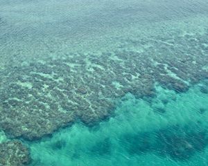 Preview wallpaper coral reefs, reefs, ocean, bottom