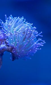 Preview wallpaper coral, sea, depth, macro, underwater