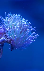 Preview wallpaper coral, sea, depth, macro, underwater