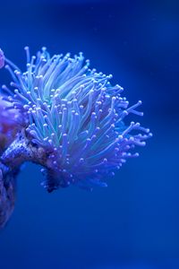 Preview wallpaper coral, sea, depth, macro, underwater