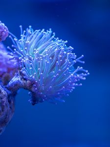 Preview wallpaper coral, sea, depth, macro, underwater