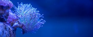 Preview wallpaper coral, sea, depth, macro, underwater