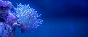 Preview wallpaper coral, sea, depth, macro, underwater