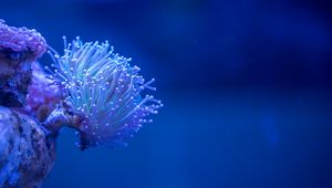 Preview wallpaper coral, sea, depth, macro, underwater