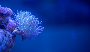 Preview wallpaper coral, sea, depth, macro, underwater