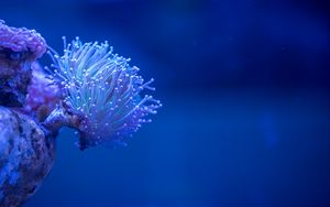 Preview wallpaper coral, sea, depth, macro, underwater