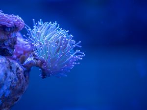 Preview wallpaper coral, sea, depth, macro, underwater