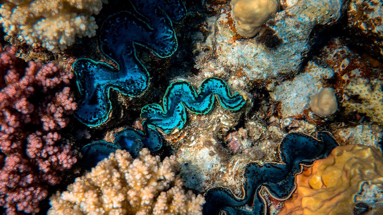 Wallpaper corals, algae, underwater world, plants