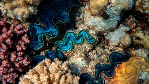 Preview wallpaper corals, algae, underwater world, plants