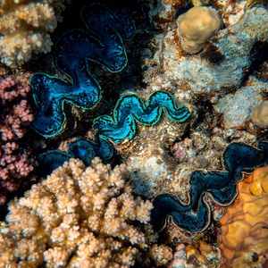 Preview wallpaper corals, algae, underwater world, plants