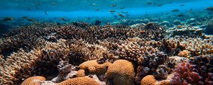 Preview wallpaper corals, algae, underwater world, water