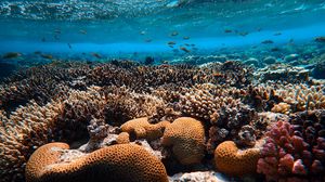 Preview wallpaper corals, algae, underwater world, water