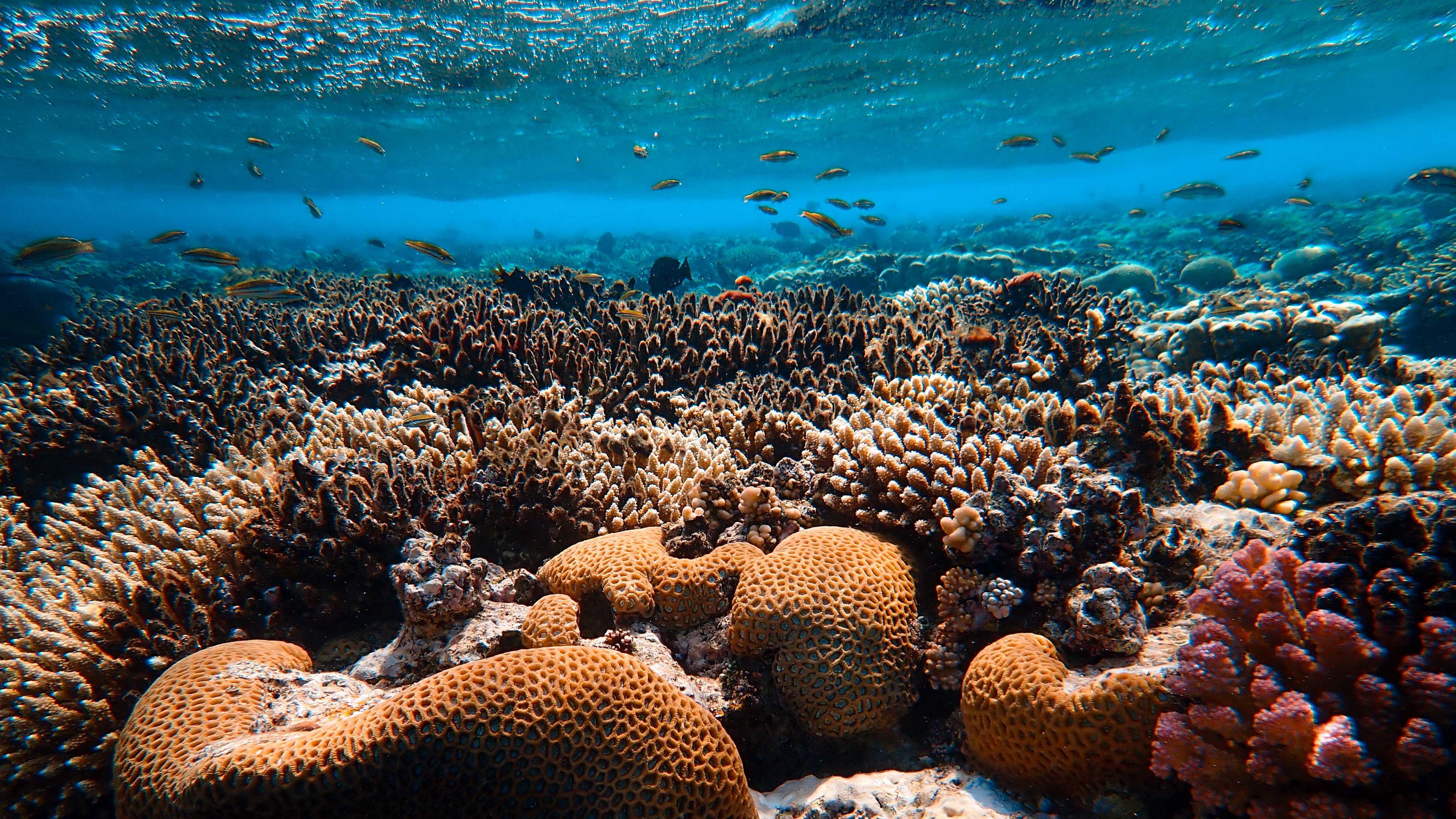 Download wallpaper 3840x2160 corals, algae, underwater world, water 4k uhd  16:9 hd background