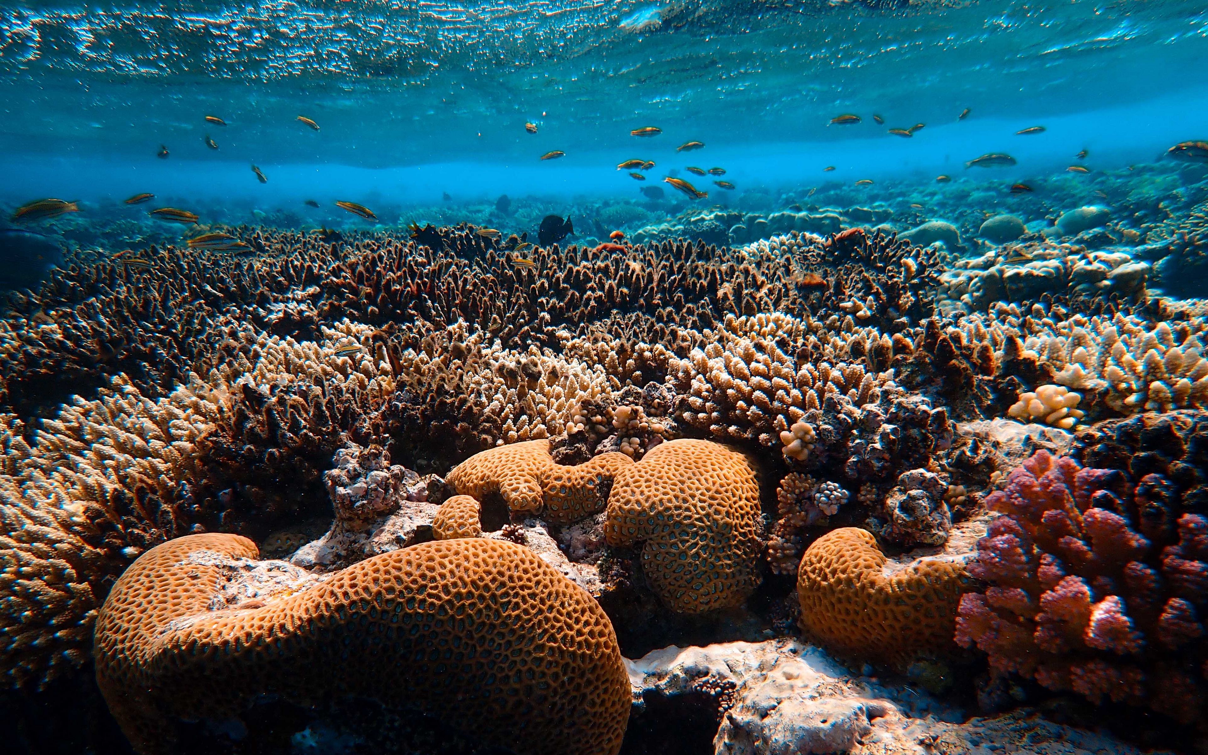 Download Wallpaper 3840x2400 Corals Algae Underwater World Water 4k